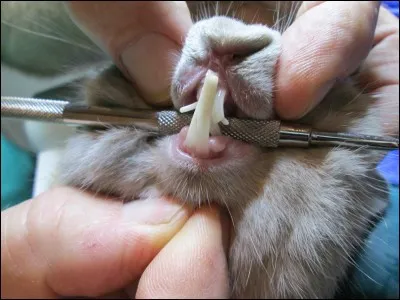 Les dents du lapin poussent en moyenne de :