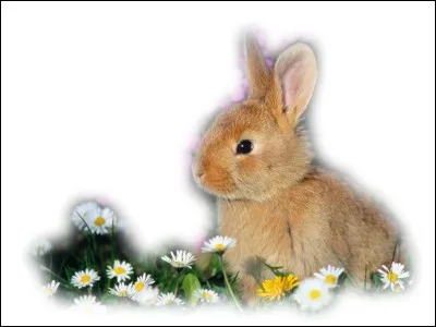 L'intestin grêle du lapin est très long : près de .....