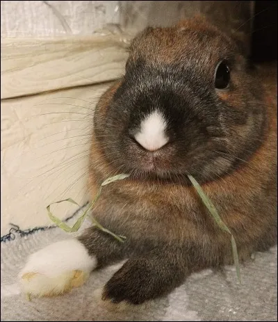 Le lapin est strictement :