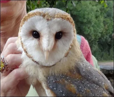 Filet de boeuf grillé accompagné de pommes de terres !