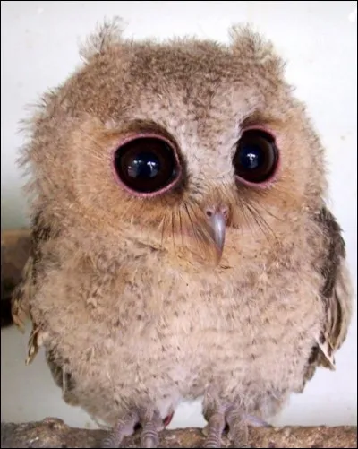 Huile extraite de plusieurs espèces d'arbres, efficace contre la lèpre !