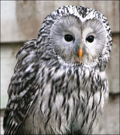 Cuir grenu, en peau de chèvre ou de mouton, utilisé dans la reliure !