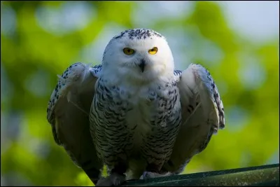 Filet de pêche en forme de poche, que l'on traîne sur le fond !