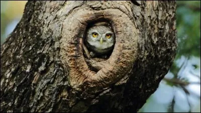 Intendant d'une grande maison ou Grand officier de la chambre du roi !
