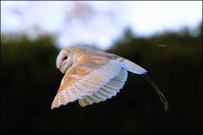 Langue bizarre, inintelligible, baragouinée !