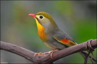 Avez-vous reconnu ce passereau au chant mélodieux et mis à l'honneur dans une chanson de Luis Mariano ?