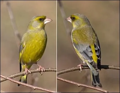 Quel est ce passereau qui mesure 14 à 15 cm à l'âge adulte et qui ne craint pas la présence de l'homme ?