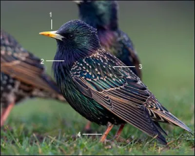 C'est de la roupie de ...
Quel est le nom de cet étourneau ?