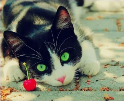 Aimes-tu "La guerre des Clans" ?