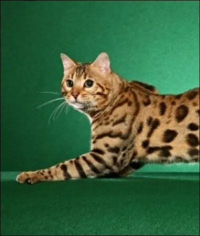 Si tu avais un chat, il serait...