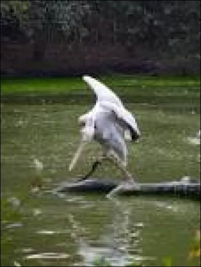 Où peut-on voir l'îlet du Gravier, sur lequel se dresse un phare ?