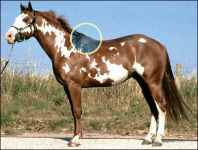 Comment appelle-t-on cette partie du cheval ?