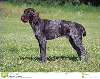 Que veut dire "drahthaar" ?