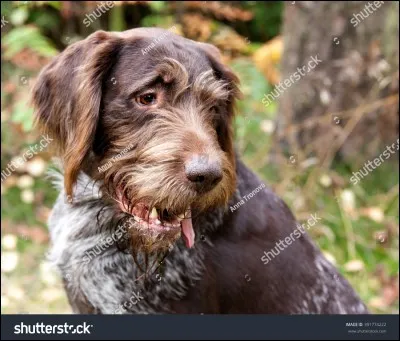 De quels croisements le braque allemand à poil dur est-il né ?