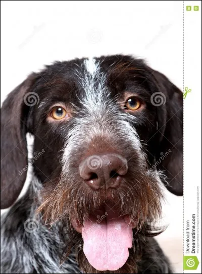 De quel groupe et de quelle section fait partie le drahthaar ?