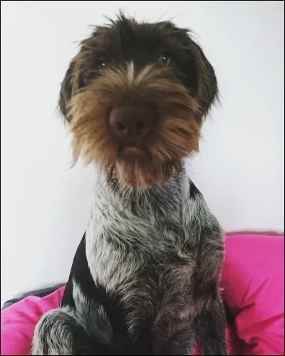 Quel est le poids normal d'un braque allemand à poil dur ?