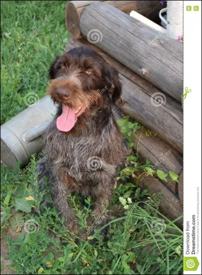 Quelle est la taille du drahthaar ?