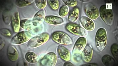 Quelle était la première forme de vie sur la Terre ?