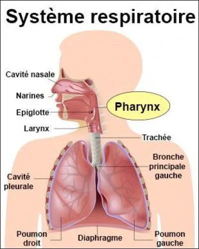 La phrase « le pharynx relie le larynx et l'sophage » est correctement orthographiée.