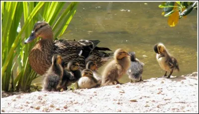 La phrase « la canne est la femelle du canard et la cane est le bâton » ne contient pas de faute.