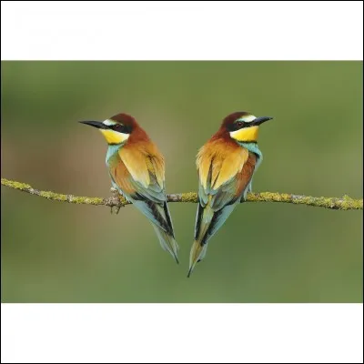 La phrase « ils se querrellent toujours pour des pécadilles » contient deux fautes.