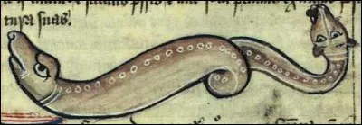 Qu'est-ce qu'une Amphisbène ?