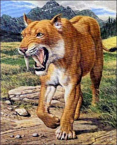 Un gros matou sud-amricain :