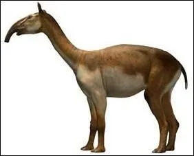 La proie prfre du matou !