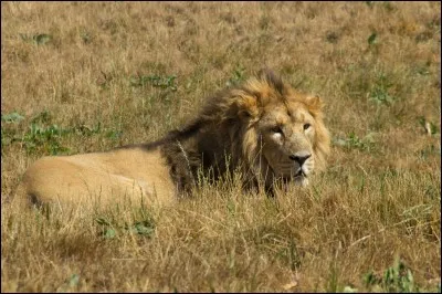 On peut aller en Inde pour voir des lions à l'état sauvage !