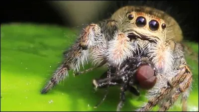 L'araignée portia est une araignée sauteuse, elle n'attend pas ses proies, elle les chasse, et pour ça elle dispose de plusieurs atouts, dont un étonnant, en fonction de la situation, elle planifie ses attaques et fait preuve de stratégie !