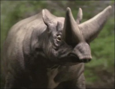 'Rhino prhistorique' qui vit dans l'eau et sur terre !