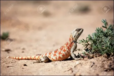 Quel(s) protagoniste(s) enlève(nt) Sunny ?