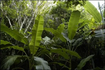 Gloria devient reine grâce à :