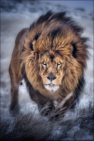 Qui est le roi des animaux ?