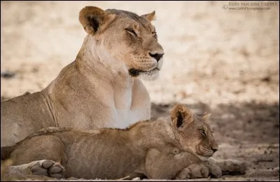 Comment s'appelle le bébé lion ?