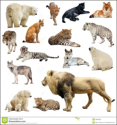 Est-ce que tous les félins vivent en Afrique ?