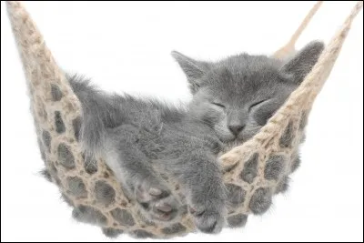 Es que le chat est un félin?