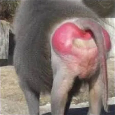 Je connais un homme qui se conporte comme un gougeat avec les femmes : il devrait ce sentir comme un malotru, du coup !