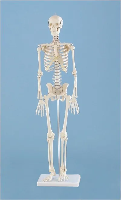 On peut voir un squelette lors de quel cours ?