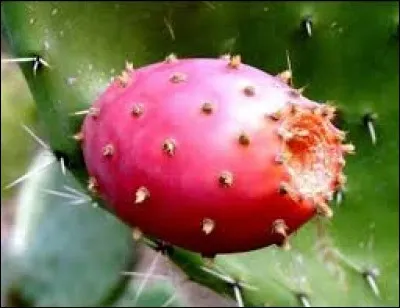 Ce fruit, originaire du Mexique, est une figue de Barbarie.
