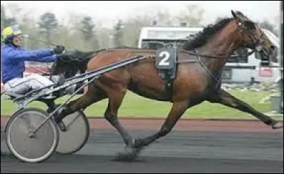 Champion sur les pistes, ce cheval fran&ccedil;ais est devenu l'un des meilleurs &eacute;talons trotteurs du monde. Quel est son nom ?
