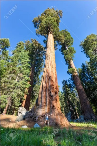 Quel arbre de Californie, également appelé "wellingtonia", peut s'élever au-delà de 100 mètres de hauteur et atteindre
l'âge de 2 000 ans ?