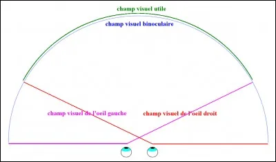 Le champ visuel d'un chien est ... à celui d'un Homme.