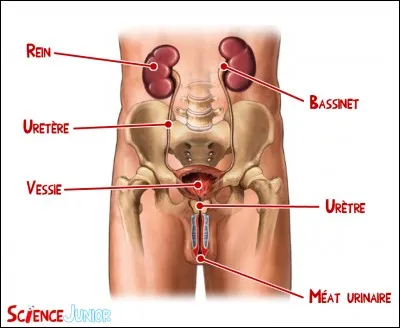 Quel organe permet l'élaboration de l'urine ?