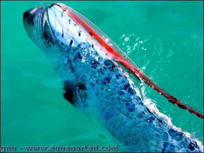 Animaux - Quel est cet animal ?