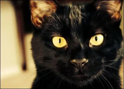 Tu regardes le ciel, la nuit noire, les étoiles. 
Tout d'un coup, une mystérieuse étoile filante passe juste devant toi.