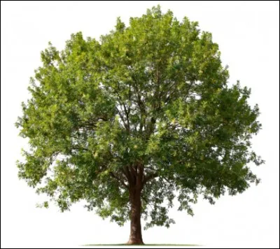 Combien de pourcentages d'eau contient un arbre ?