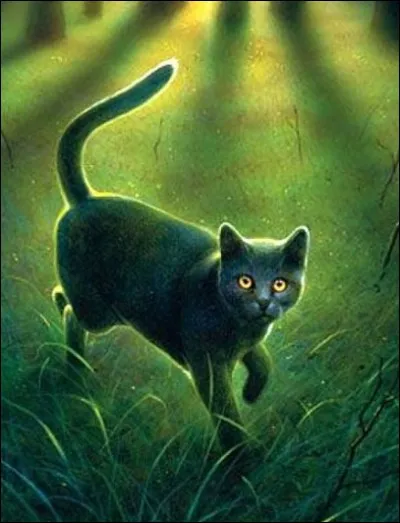 Si je n'avais pas été pas capturé par les hommes , j'aurais presque pu devenir le parrain de Poil d'Ecureuil et Feuille de Lune ! Je suis ...