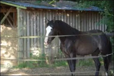 Quelle est cette race ?