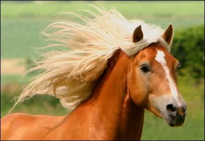 Quelle est cette race ?